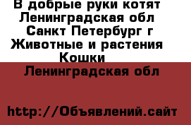 В добрые руки.котят - Ленинградская обл., Санкт-Петербург г. Животные и растения » Кошки   . Ленинградская обл.